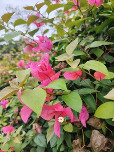 娇艳三角梅绽放绿叶间