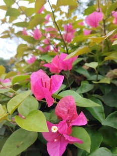 娇艳三角梅绽放