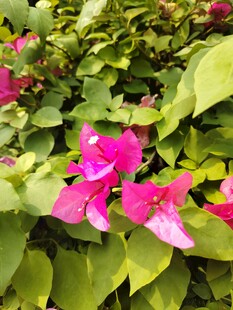 娇艳三角梅绽放绿叶间