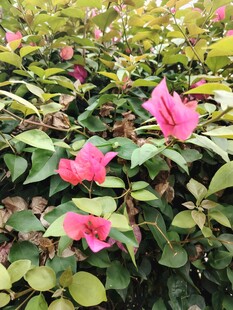 娇艳三角梅绽放绿叶间