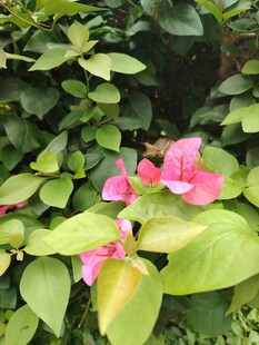 娇艳三角梅绽放绿叶间