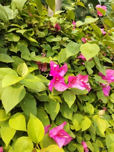 绿叶丛中的娇艳粉花