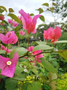 娇艳三角梅绽放于枝头