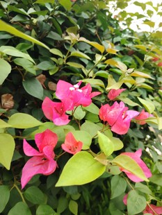 娇艳三角梅绽放绿叶间