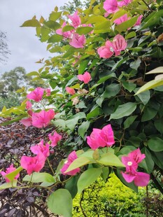 盛开的粉色三角梅