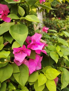 娇艳三角梅绽放绿叶间