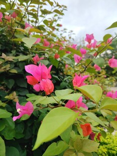 娇艳绽放的粉色花卉