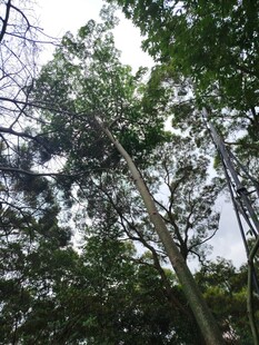 茂密树林中的高大树木