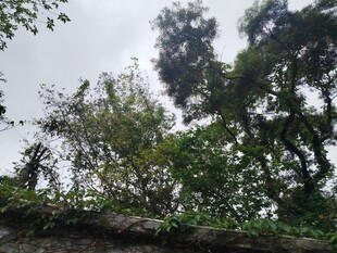 繁茂绿植覆盖的古老墙面