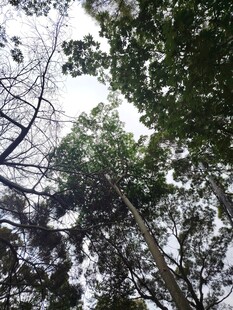 仰视茂密树林树冠