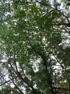 仰视葱郁树林树冠景象