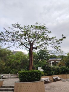 公园中独立的茂盛树木