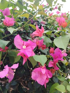 娇艳三角梅绽放绿叶间