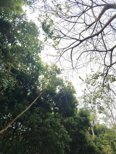 茂密树林中的交错树枝