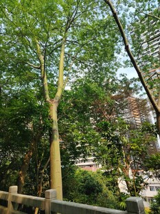 公园中的挺拔绿树