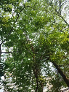 繁茂绿树展现自然生机