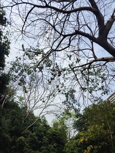 林间繁茂树枝与天空景象