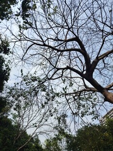 树枝伸展于天空之下