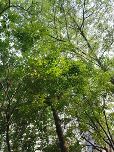 茂密树林中的葱郁树冠