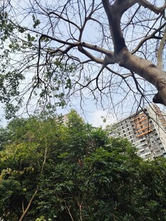 城市中繁茂树木与高楼