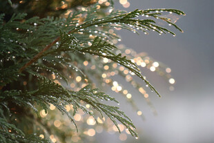 阳光下带露珠的松枝美景