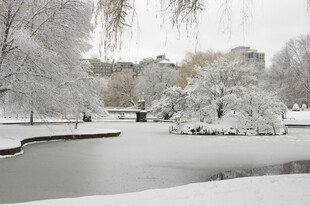 冬日雪景中的宁静公园