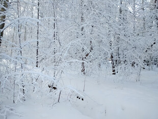 冬日雪景中的静谧树林