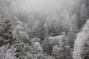 雪覆森林的静谧冬日景象