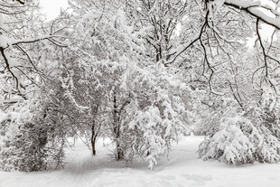 雪后树林雪景图