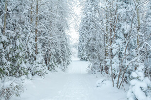 冬日雪覆森林的清幽小径
