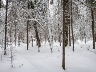 冬日雪覆森林美景