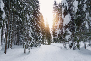冬日雪林阳光小道