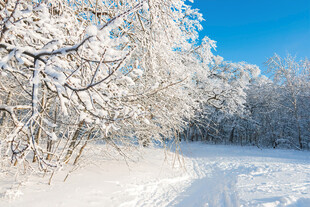 冬日雪景林间小路