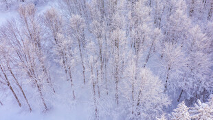 冬日雪覆树林美景
