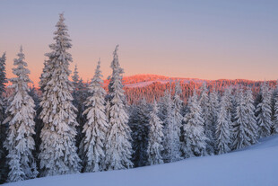 雪覆松林的壮丽日出