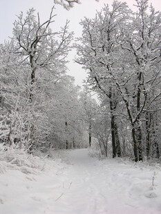 冬日雪覆林间小道