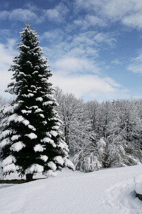 冬日雪景中的挺拔雪松