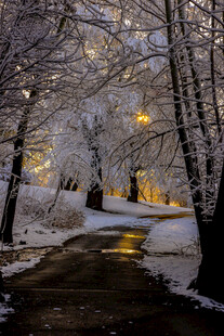 雪后林间小道的静谧美景