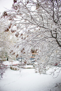 雪覆树木的冬日美景