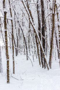 冬日雪覆树林美景