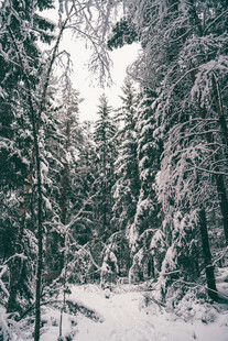雪覆森林冬日静谧景象
