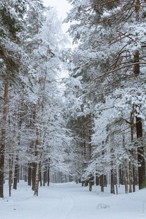 冬日雪覆森林美景