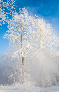 冬日雾凇美景