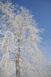 冬日雾凇树景