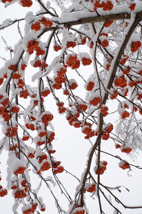雪覆红柿枝头景