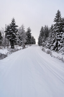 冬日雪覆林间路