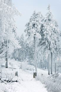 冬日雪林小径美景