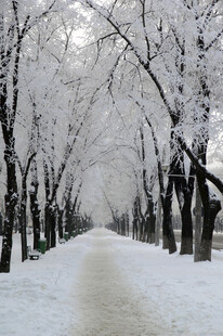雪覆林间小道的冬日美景