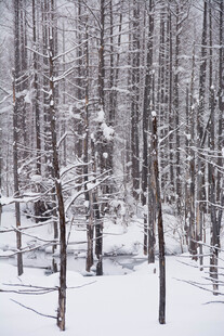 冬日雪覆森林美景