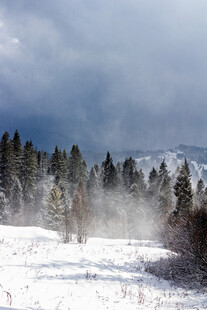 雪野山林间的朦胧景致